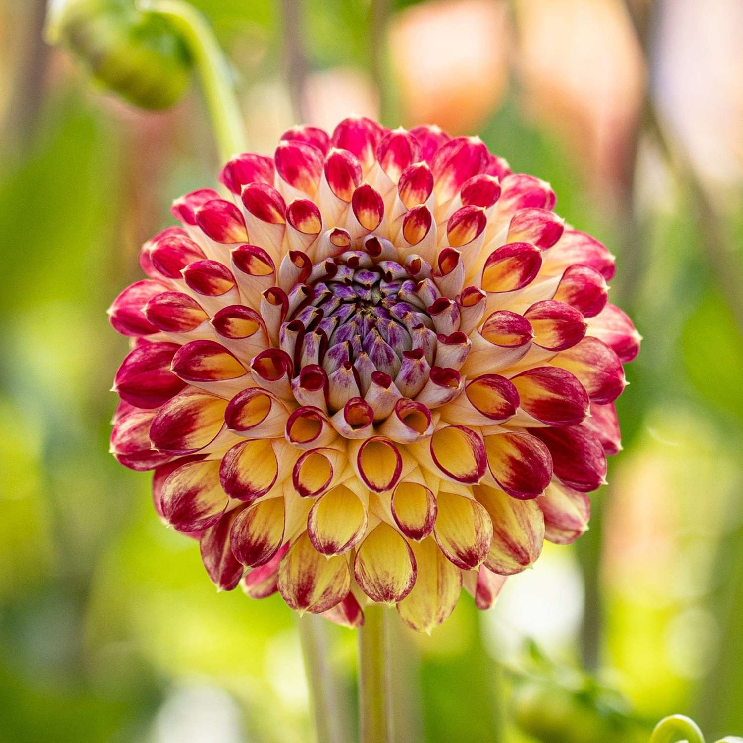 Dahlia 'Jowey Joshua'